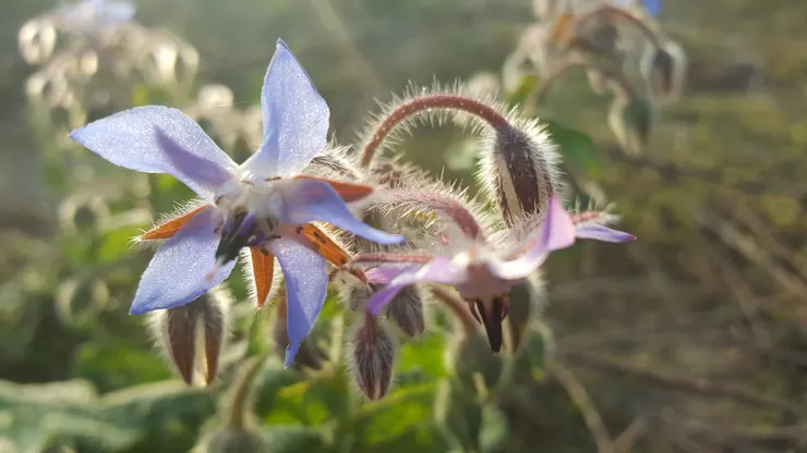 琉璃苣初開花時為玫紅色(右花)， 漸漸會轉為藍紫色(左花)