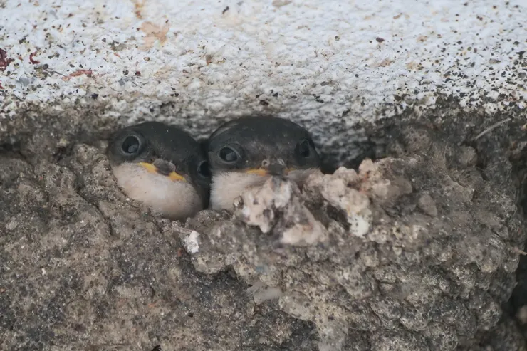 又見毛腳燕寶寶～