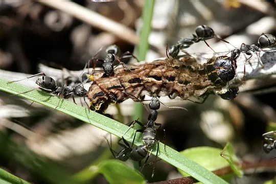 日本山蟻。由 Kumon - Flickr, CC BY 2.0