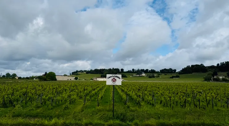 映入眼簾的一片葡葡園美景