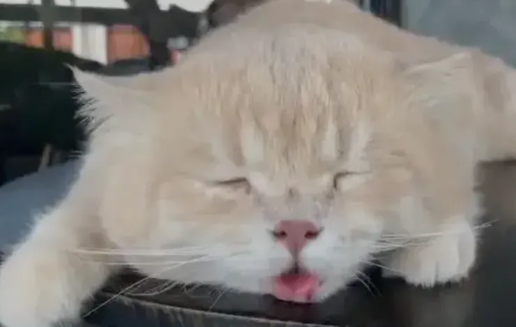 貓中暑會出現喘氣、呼吸急促症狀。