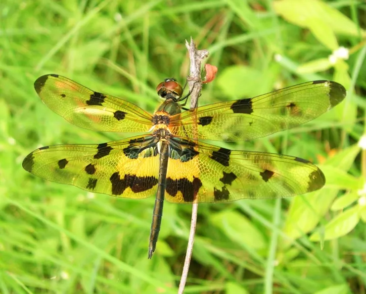 斑麗翅蜻（Rhyothemis variegata）