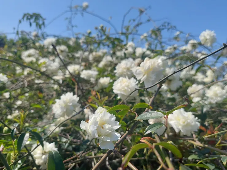 這匯聚無數文人情思的「荼蘼」，在後世成了撩人情思的符碼，情深而不知所以！