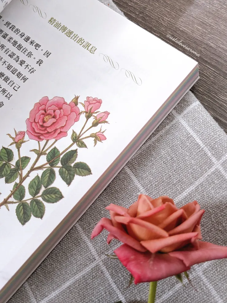 玫瑰精油傳遞的訊息