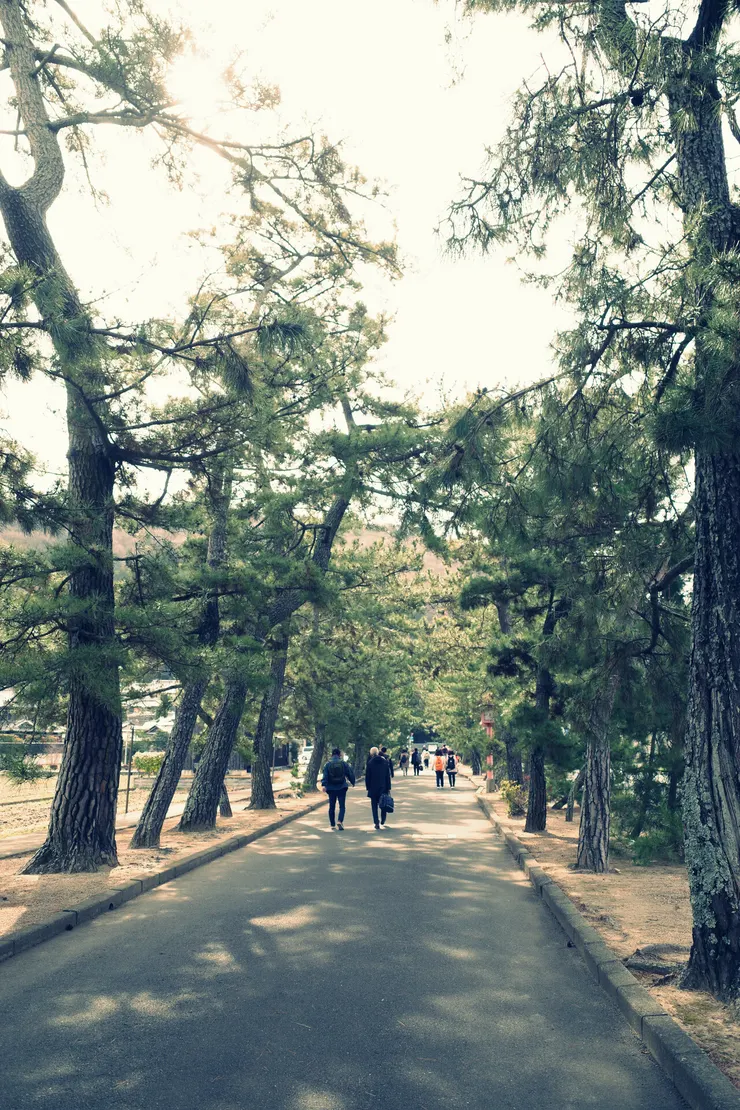 穿越這條兩旁有著松樹的道路,感覺就好像要前往另外一個奇幻世界