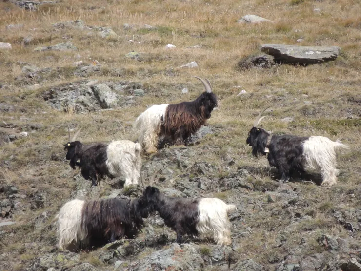 策馬特特產—黑面羊