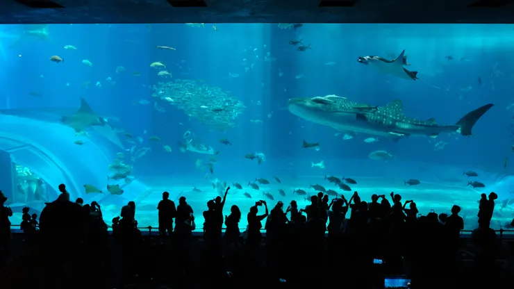 沖縄美ら海水族館