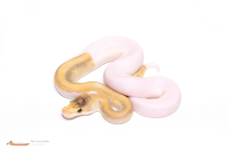 Champagne HRA het Pied 50% het Albino