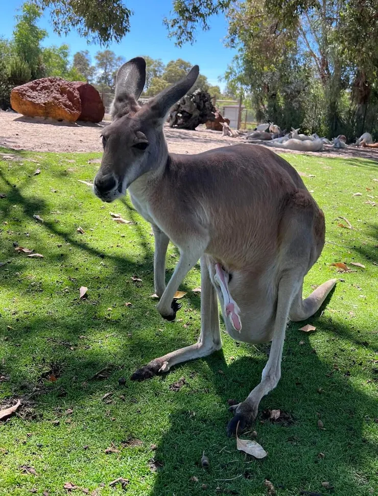 太熱了，一臉厭世的表情
