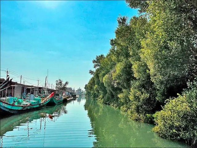 四草紅樹林區（圖片截圖於網路）
