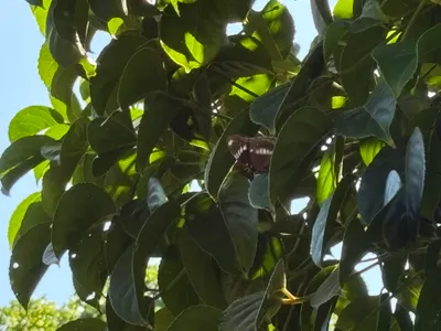 蝶仔bih-sio-chhōe