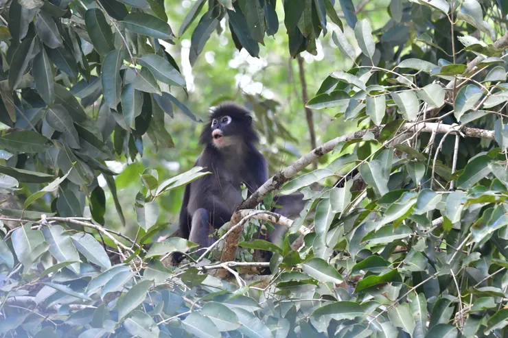 第一營地附近有很多langur 在覓食休息