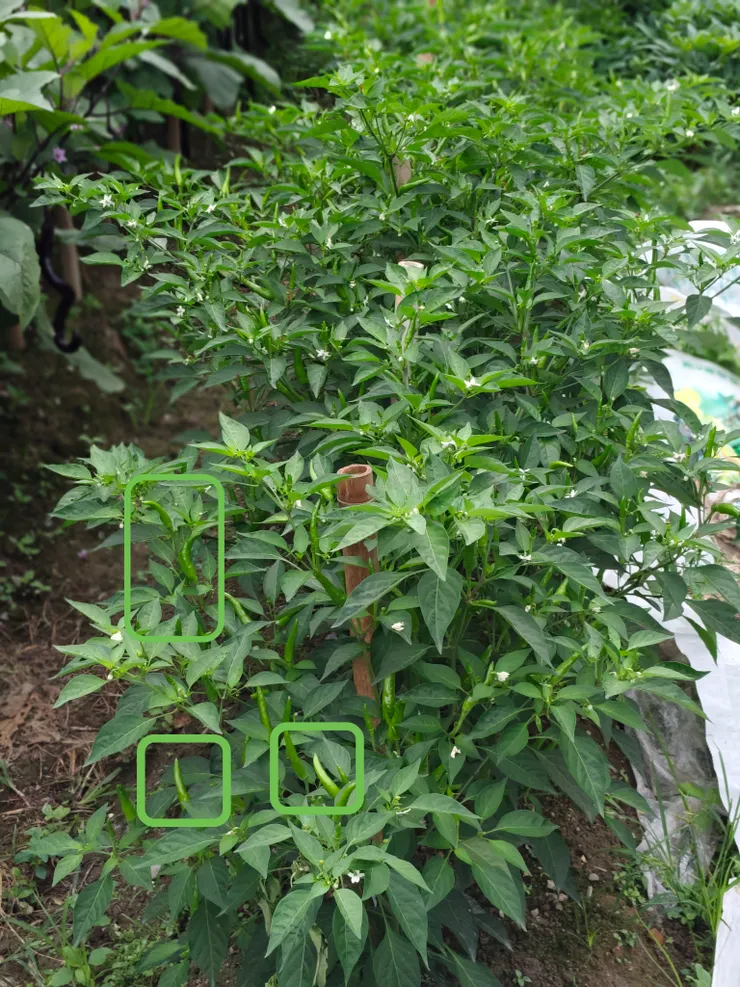 辣椒(以綠色框框標示)