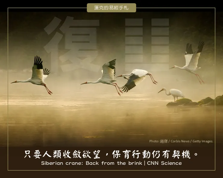每年秋天，西伯利亞鶴攜幼鶴飛越 1.6 萬公里，沿濕地南下至鄱陽湖。 （漢克設計，照片：趙傑／Corbis News／Getty Images）