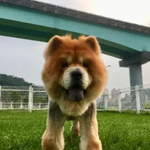 吃100个包子的沙龍