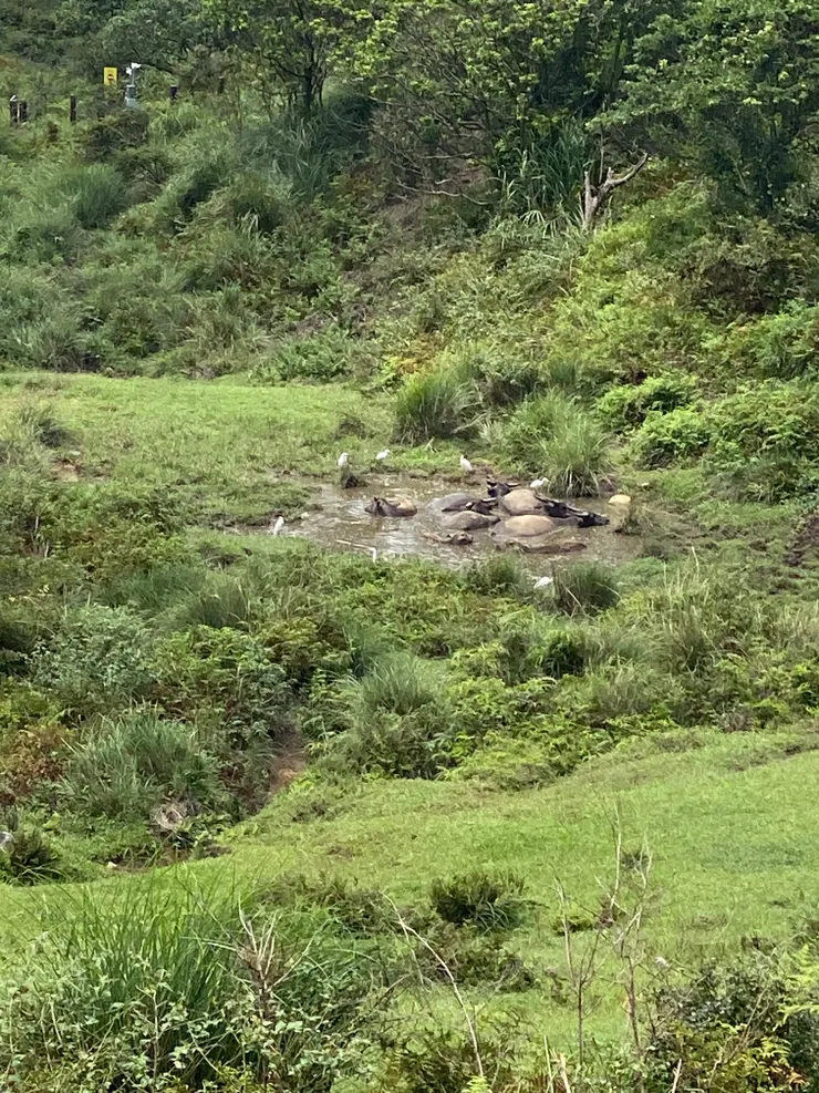 水牛與白鷺鷥共浴泥水坑