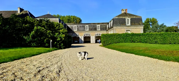 【城堡養的貓，不怕人，甚至不怕狗。】