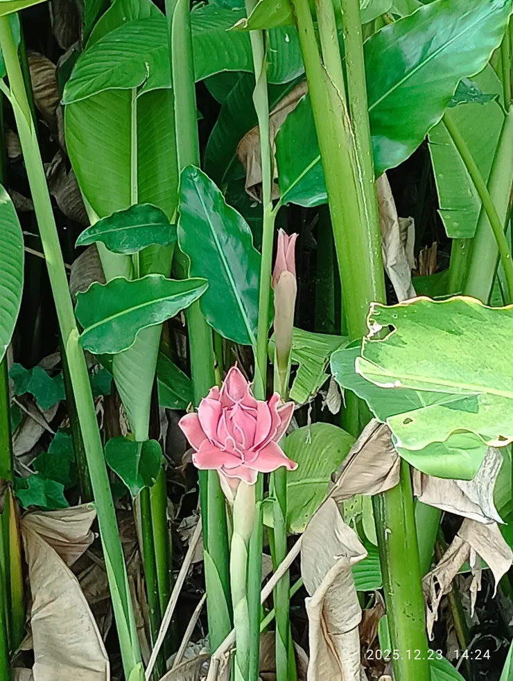 此處情懷得人憐