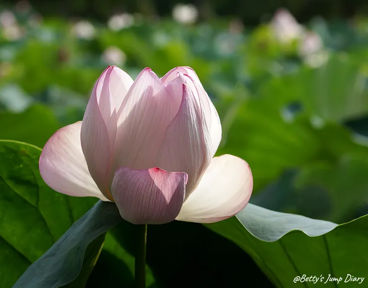 ▲2024桃園蓮花季/圖片來源:Betty's Jump Diary