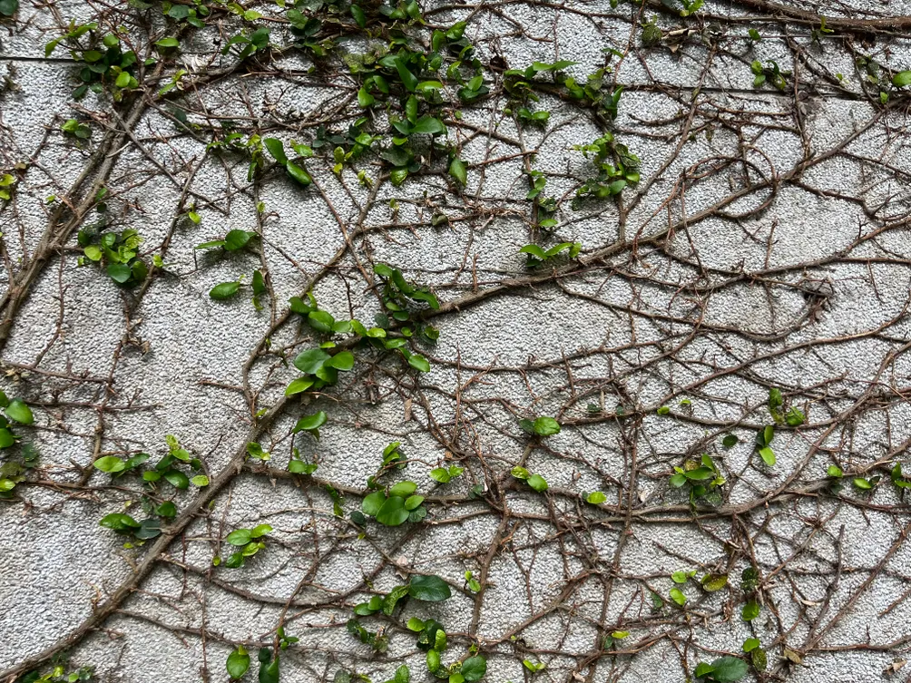 一把椅子，一場過境。