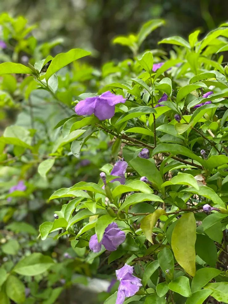 五彩茉莉(番茉莉)