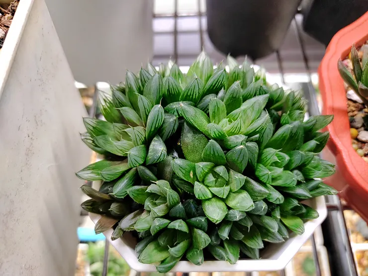 上面那棵植物處理好傷口，反而長出更多側芽