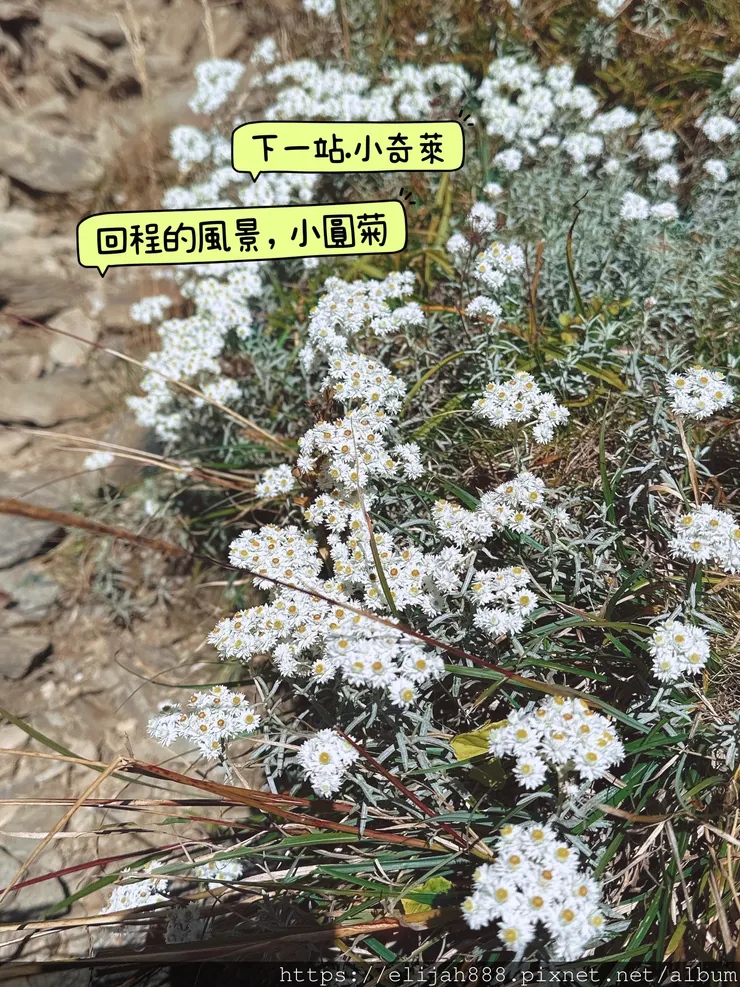 【來去奇萊主北】D2-3成功山屋住一晚/小奇萊/奇萊登山口/