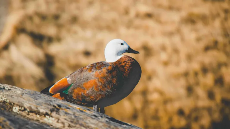 New Zealand - Deer Park Heights Queenstown