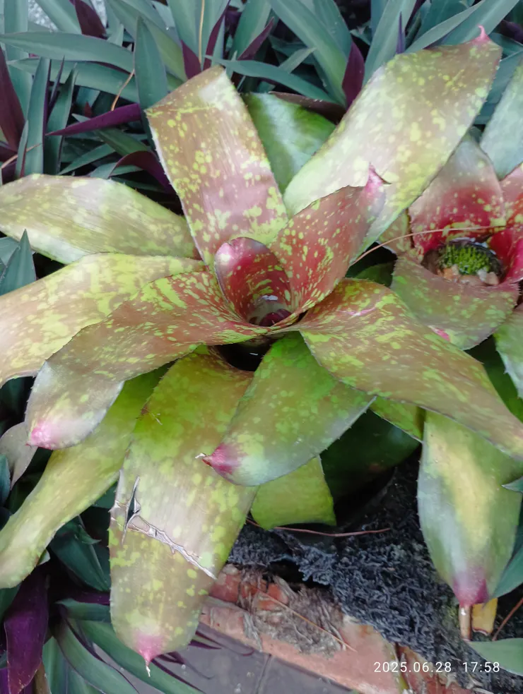 小布洛食蟲鳳梨，植物中心處積水，蟲即落此處