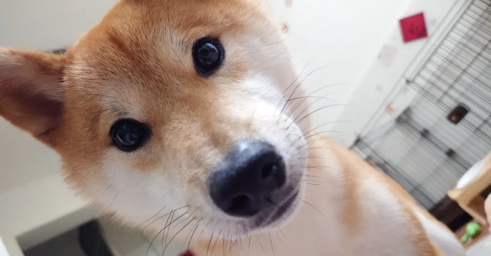 嫙轉木馬的天馬行空