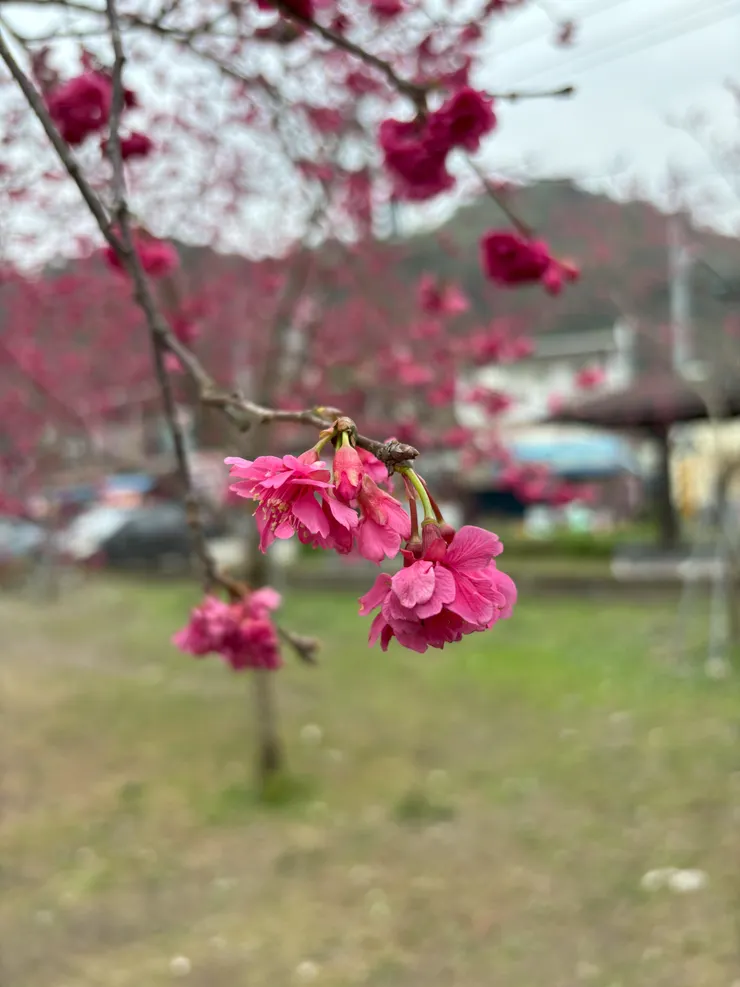 可愛的小小櫻花