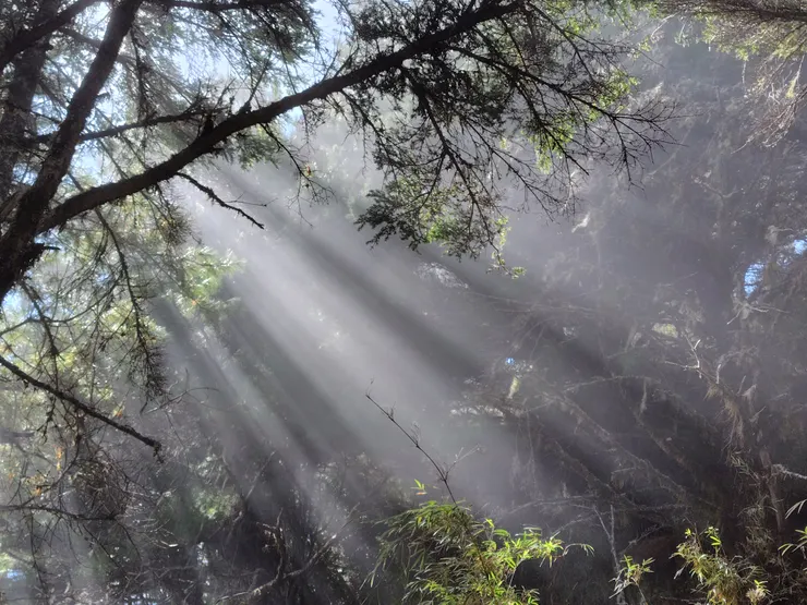 美奈田主山山腰巧遇的林隙光(Photo by. SHARP AQUOS sense8)