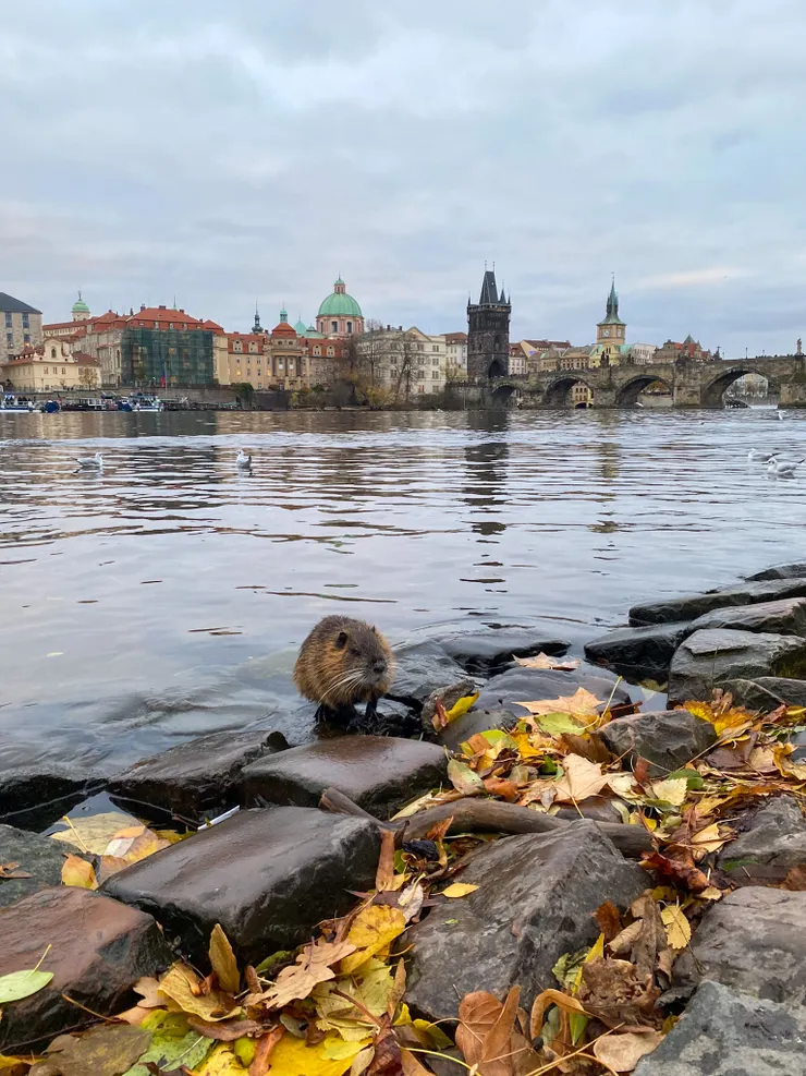 彷彿在替自己取暖一般,希希口中這世界最醜的生物——海狸鼠,不時的抖動自己的身體。