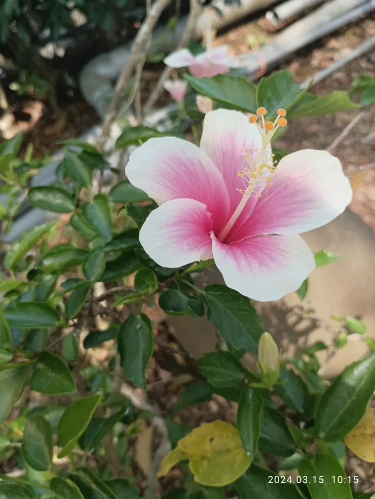 朱槿