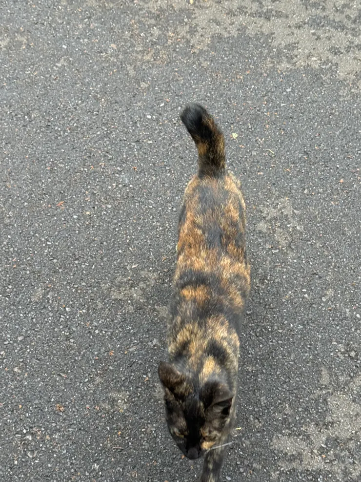 2026/04/01 親人的貓