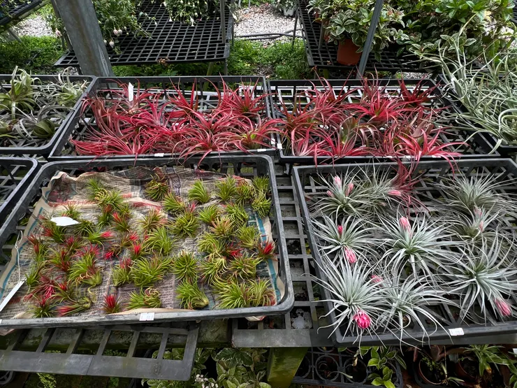 滿滿的空氣鳳梨