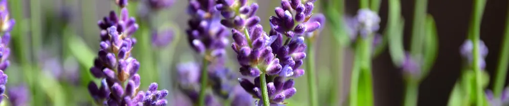 我蓋了一間農舍