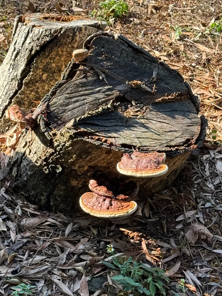 2025/09/15 奇怪的香菇