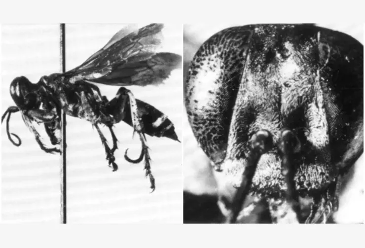 圖片來源：OLE C. LOMHOLDT