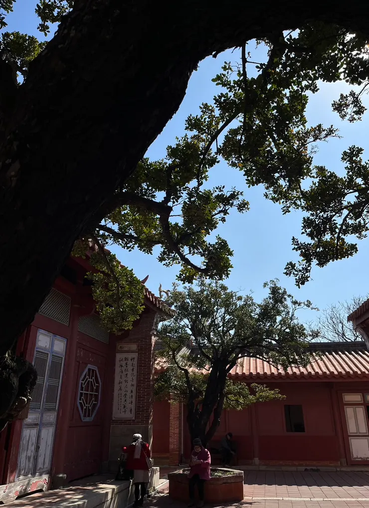 220餘歲的象牙木下，乙巳新春天氣大好。