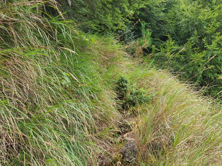登山口上切後，刷箭竹