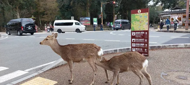 馬路旁隨處可見