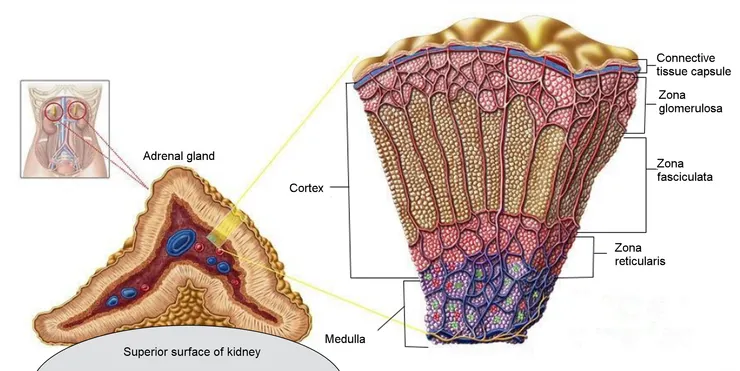 皮質：cortex；髓質：medulla。皮質又可細分為三層構造