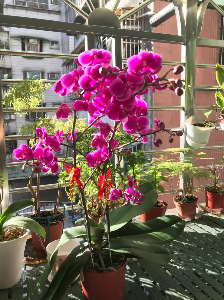 因為都有放在陽台曬太陽，所以還沒開花的花苞就陸續開花了