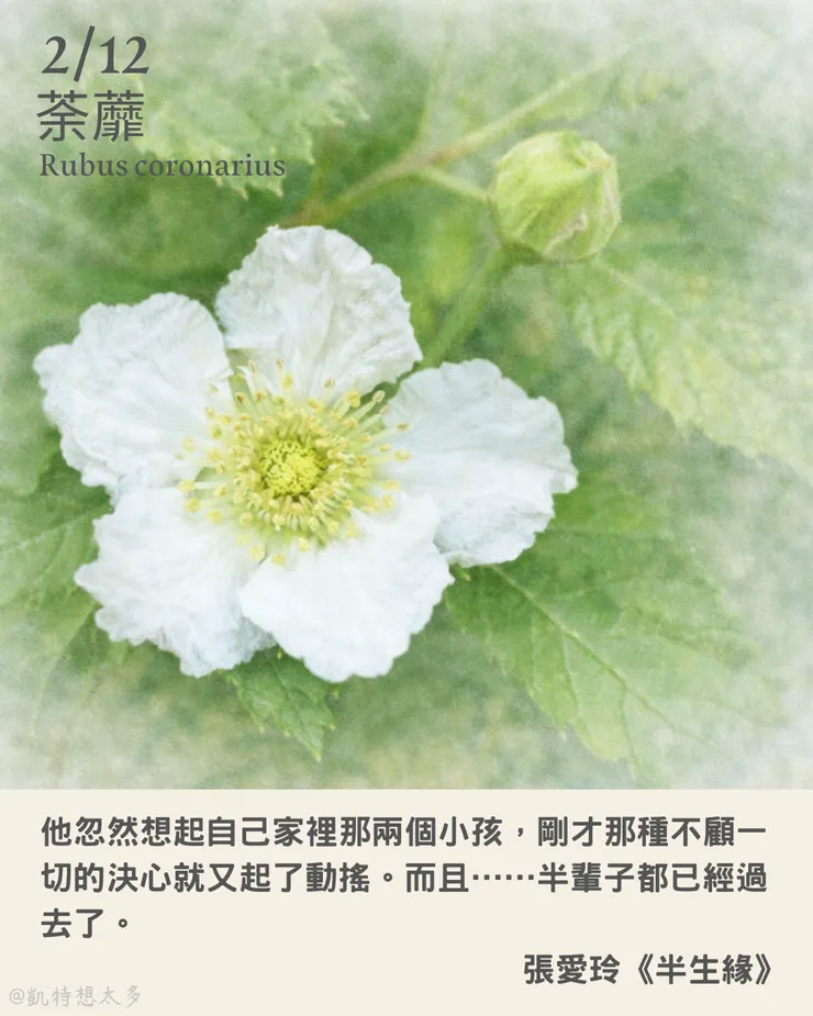 《一日一花・一句》｜2 月 12日｜荼蘼×張愛玲《半生緣》