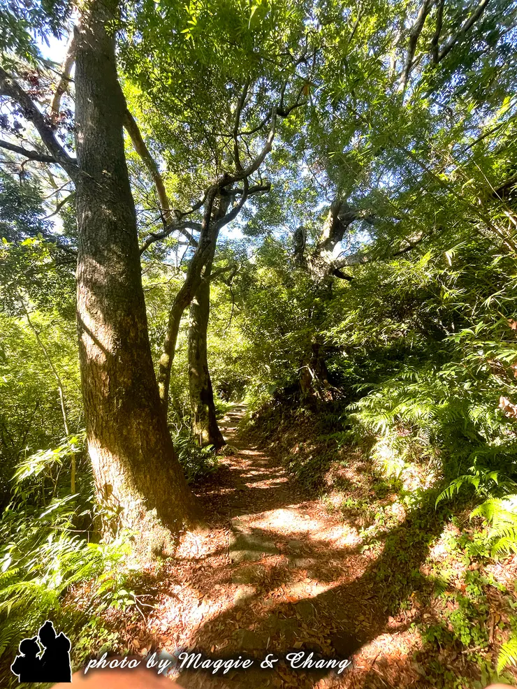 走在樹林間,陽光從枝葉縫隙間灑下,斑斕的光影隨步伐搖曳。耳邊是風的聲音,腳下是落葉的細語。這趟旅程在不知不覺中走到了尾聲,心裡卻還留戀著山的寧靜與空氣的清甜。一步步踏上歸途,帶走的不只是風景,還有那份被自然溫柔包圍的平靜。