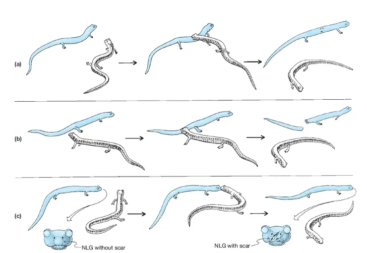 蠑螈在威脅時做出的不同反應(擷取自F. Harvey Pough, Christine M. Janis, John B. Heiser - Vertebrate Life-Pearson (2013))