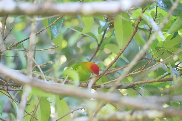 Sri Lanka Hanging-Parrot