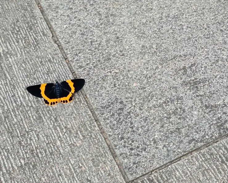 等到一隻蝴蝶 (作者拍攝)