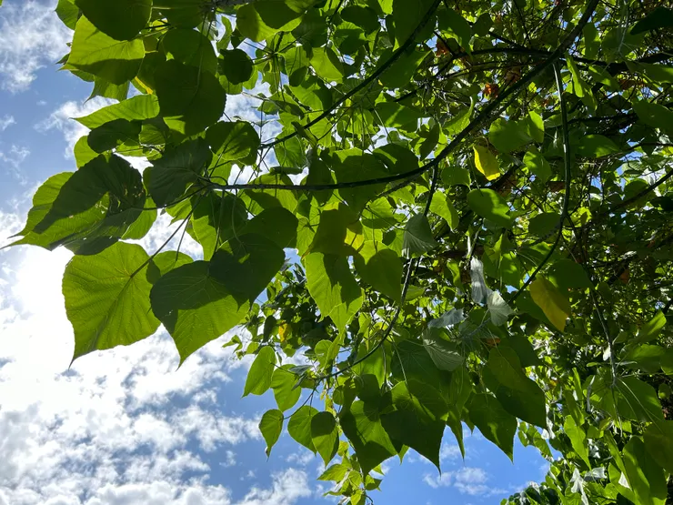 與那天無關,只是因為想說,所以就放了。(這就是大象的耳朵,血桐:D)